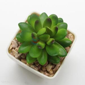 High Quality Small Potted Succulent Plants Decor Mini Green Plants