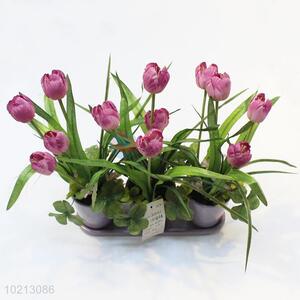 Top quality low price 3pcs tulip potted plants