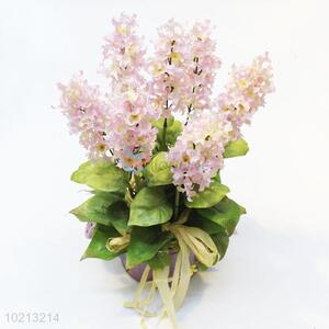 Popular top quality white/pink/purple hyacinth bonsai