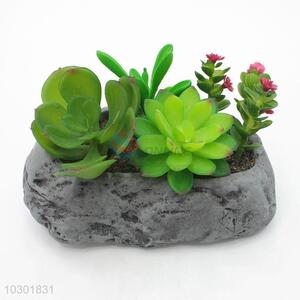 Popular promotional simulation succulent plants