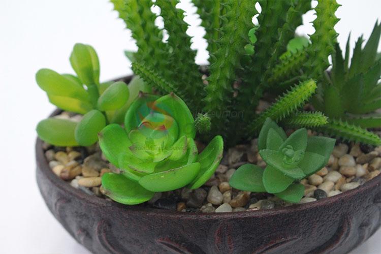 Latest Design simulation succulent plants