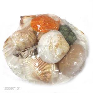 Multipurpose Decorative Natural Shell Fashion Shell Craft