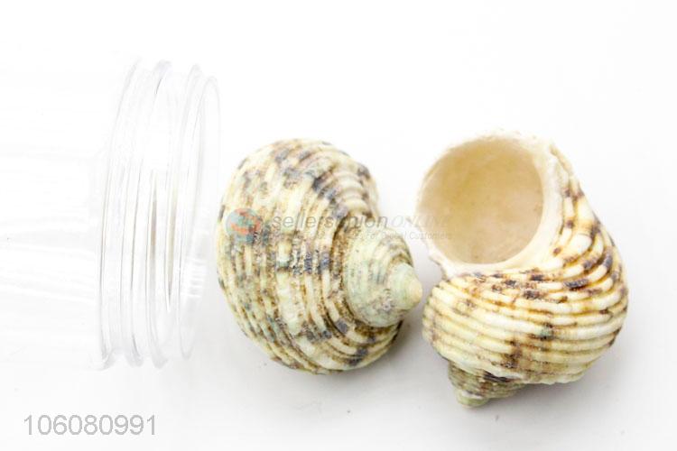 Factory price colorful seashell beach home decor