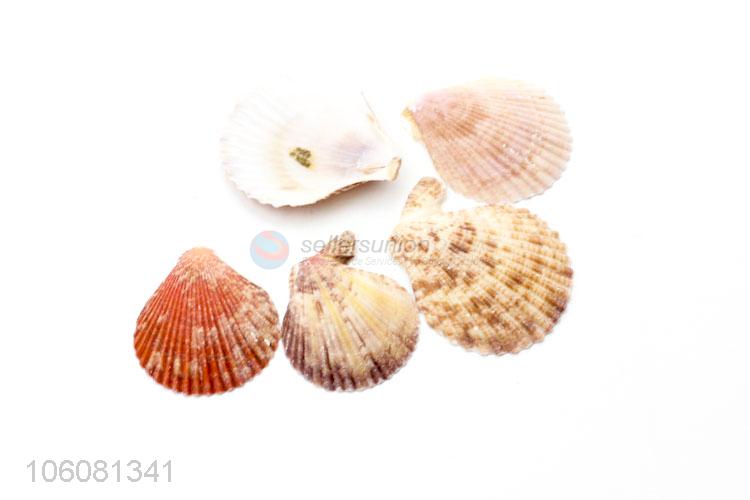 Top quality sea shell fashion shell/conch crafts