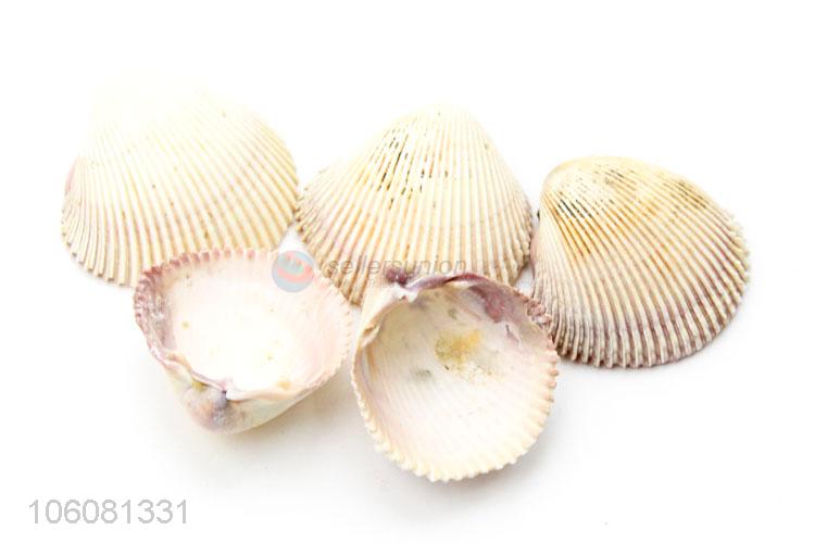 Newest natural sea shell fashion shell conch crafts set