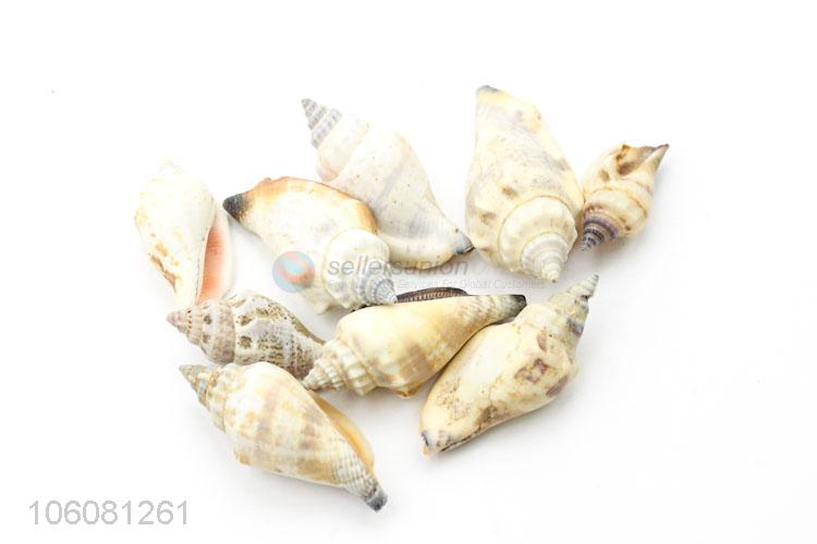 High quality natural sea shell best conch crafts