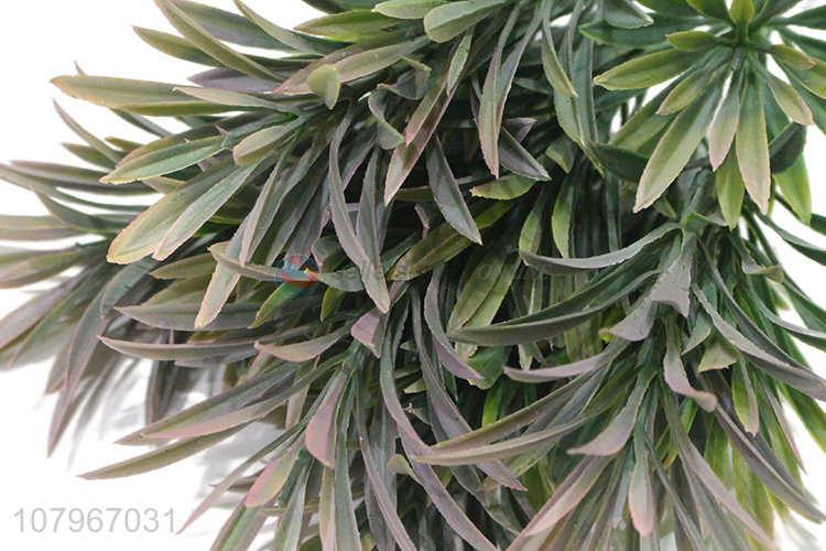 Top quality green mini podocarpus plant for home decoration